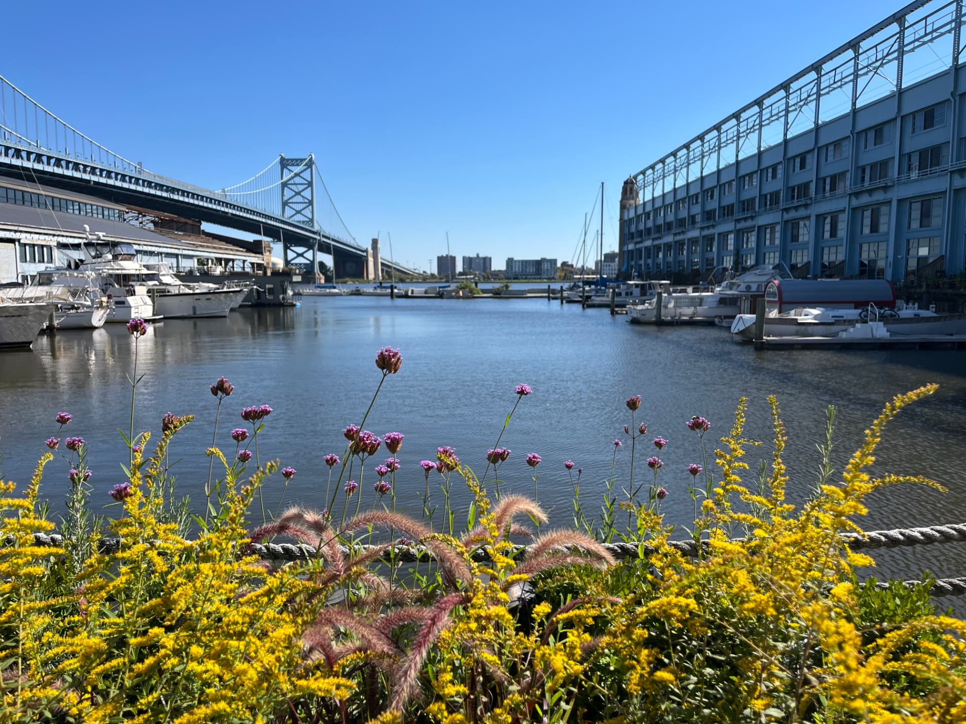 Wildflowers along the marina with boats and the bridge beyond
